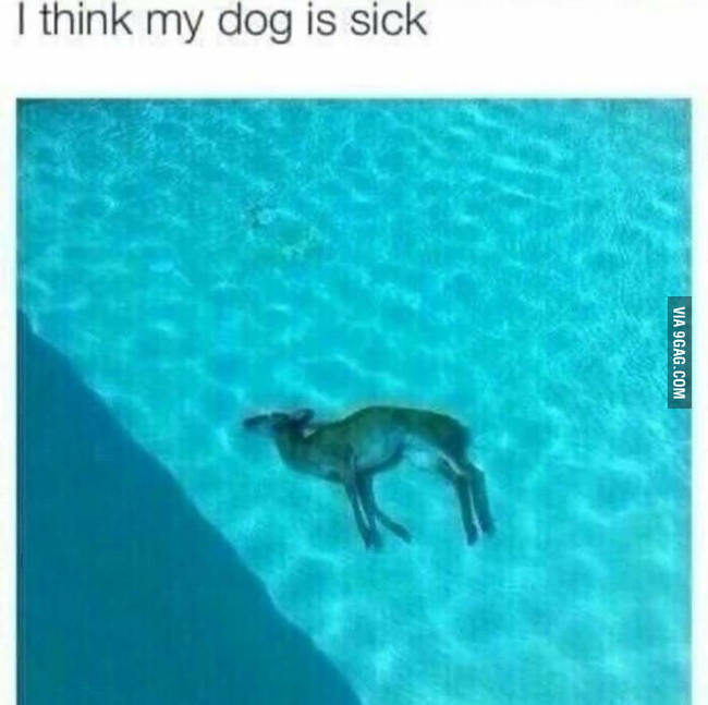 deer in pool
