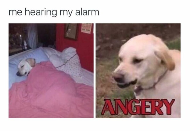 dog alarm