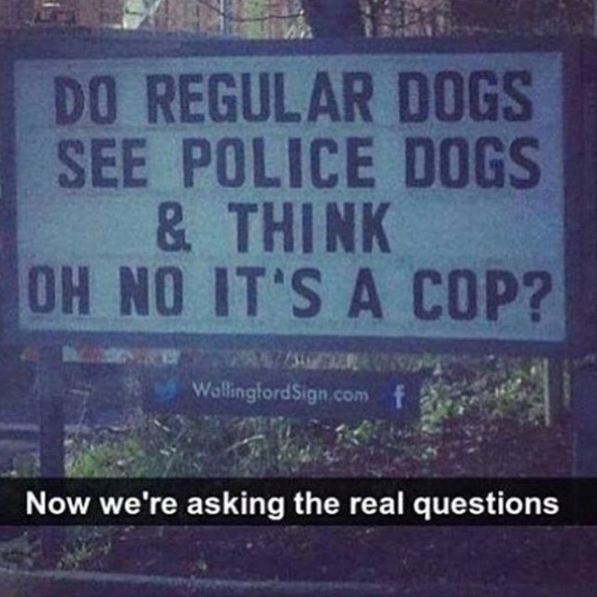 police dog