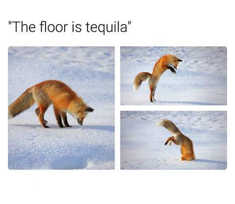 the floor is tequila